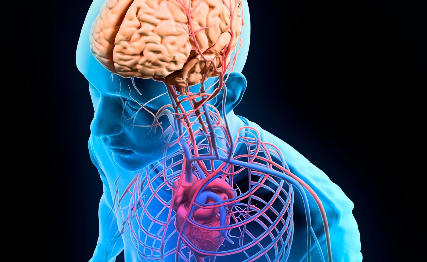 Anatomy & Physiology Level 4